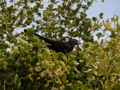 Crotophaga sulcirostris