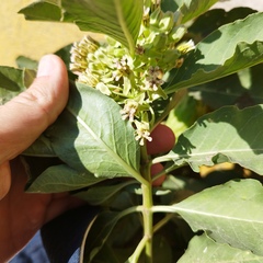 Asclepias oenotheroides