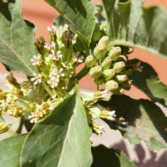 Asclepias oenotheroides