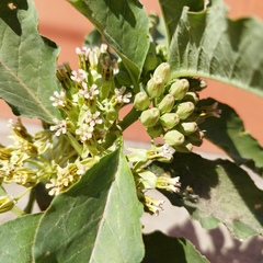 Asclepias oenotheroides