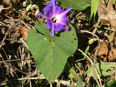 Ipomoea mairetii