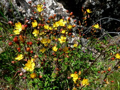 Hypericum pulchrum