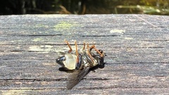 Helophilus antipodus