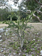 Opuntia inaperta