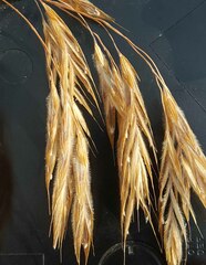 Bromus laevipes