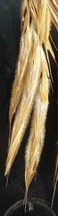Bromus laevipes