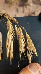 Bromus laevipes