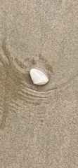 Latona deltoides