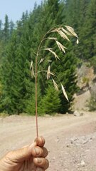 Bromus laevipes