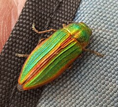 Buprestis aurulenta