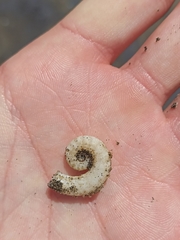 Spirula spirula
