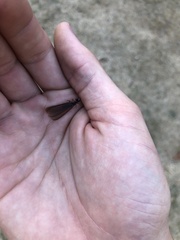 Zootermopsis nevadensis