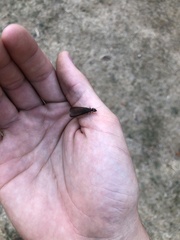 Zootermopsis nevadensis