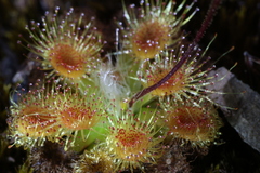Drosera pulchella