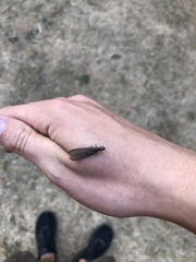 Zootermopsis nevadensis