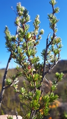 Cliffortia teretifolia