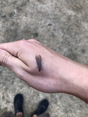 Zootermopsis nevadensis