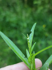 Persicaria minor