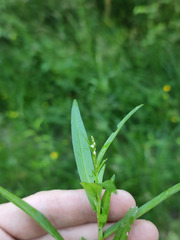 Persicaria minor