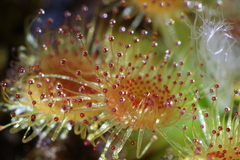 Drosera pulchella