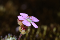 Drosera pulchella
