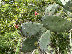 Opuntia inaperta