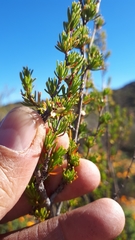 Cliffortia teretifolia