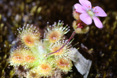 Drosera pulchella