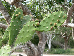 Opuntia inaperta