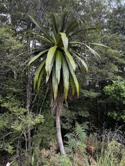 Cordyline indivisa