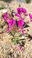 Pelargonium incrassatum