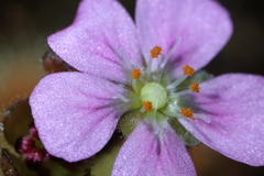 Drosera pulchella
