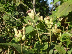 Ipomoea mairetii
