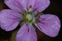 Drosera pulchella