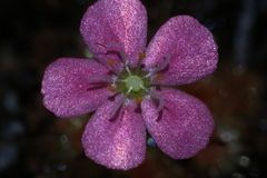 Drosera pulchella