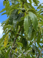 Pittosporum rarotongense