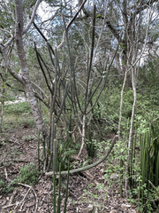 Pilosocereus gaumeri