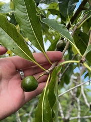Pittosporum rarotongense