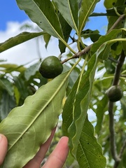 Pittosporum rarotongense