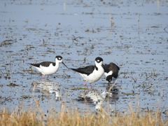 Himantopus mexicanus