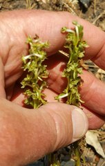 Piperia