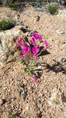 Pelargonium incrassatum