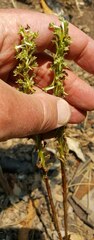 Piperia