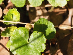 Hydrocotyle algida