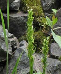 Platanthera huronensis