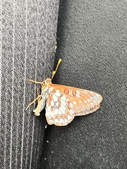 Euphydryas chalcedona