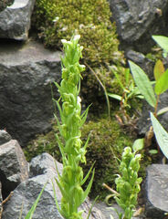 Platanthera huronensis