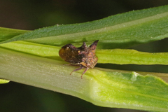 Acanthuchus trispinifer