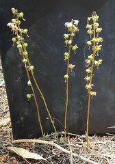 Pyrola asarifolia