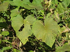 Ipomoea mairetii